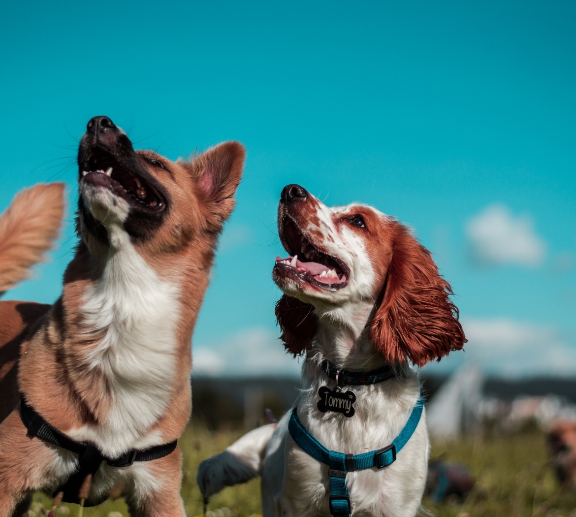 kvc-blog-community-saveadog-detail